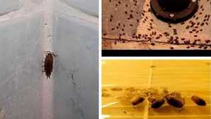 Katere žuželke se lahko pojavijo v kopalnici